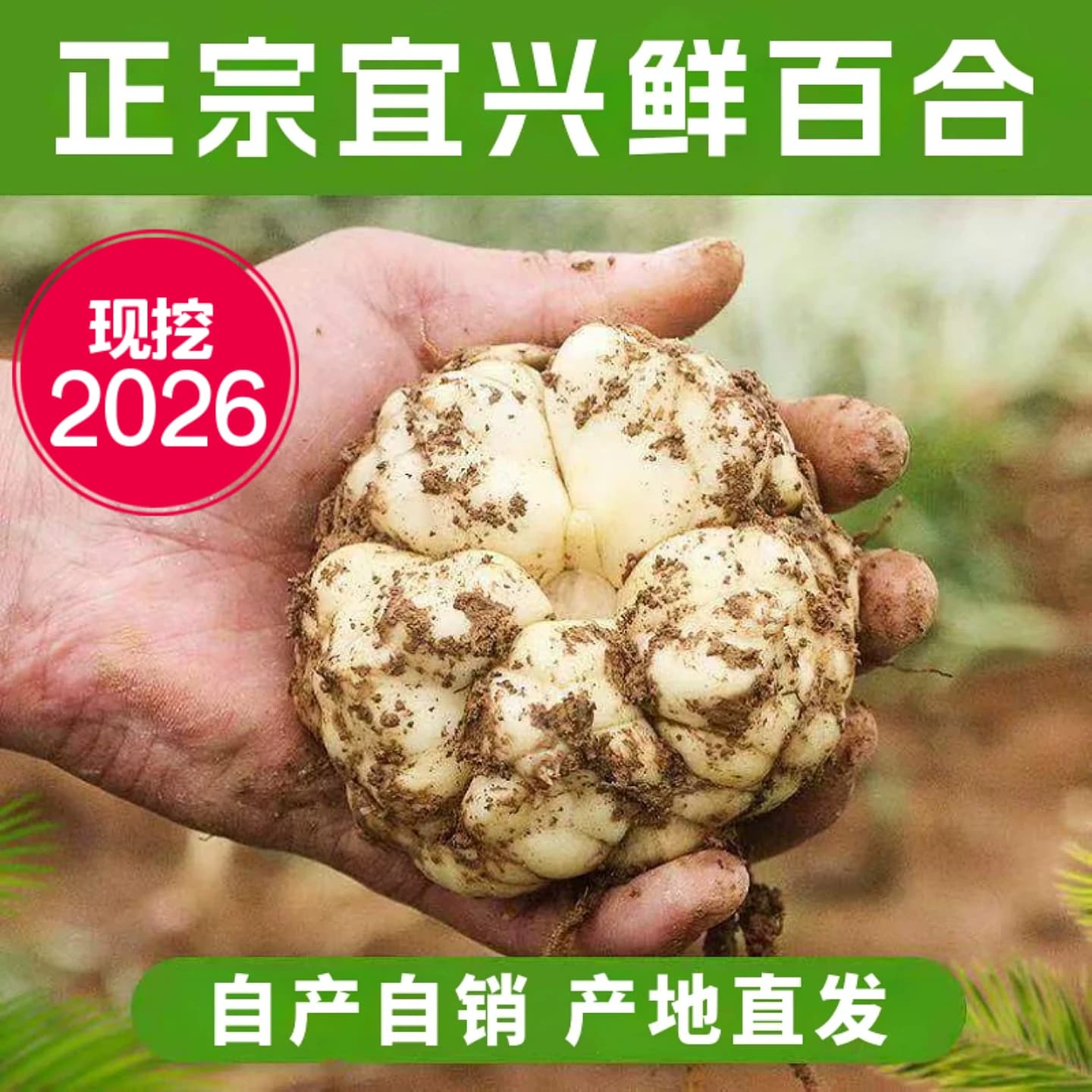 2026现挖宜兴新鲜百合5斤食用微苦2500g农家散装土特产1斤3斤包邮