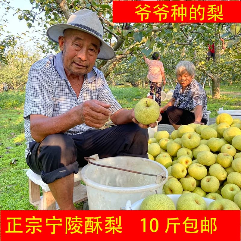 宁陵梨子新鲜水果整箱现摘特产雪花梨当季香梨雪梨砀山梨包邮