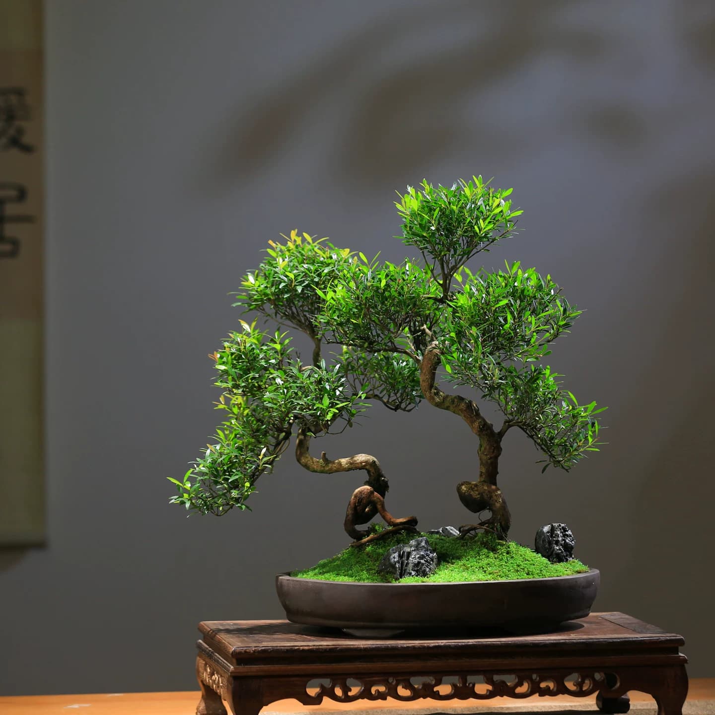 小叶赤楠老桩盆景室内造型植物茶室桌面办公室新中式楠木绿植盆栽