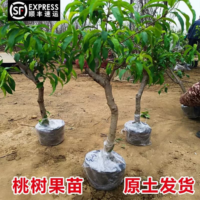 大桃树果苗黄桃水蜜桃冬桃红油桃树南北方种植当年结果嫁接桃子苗