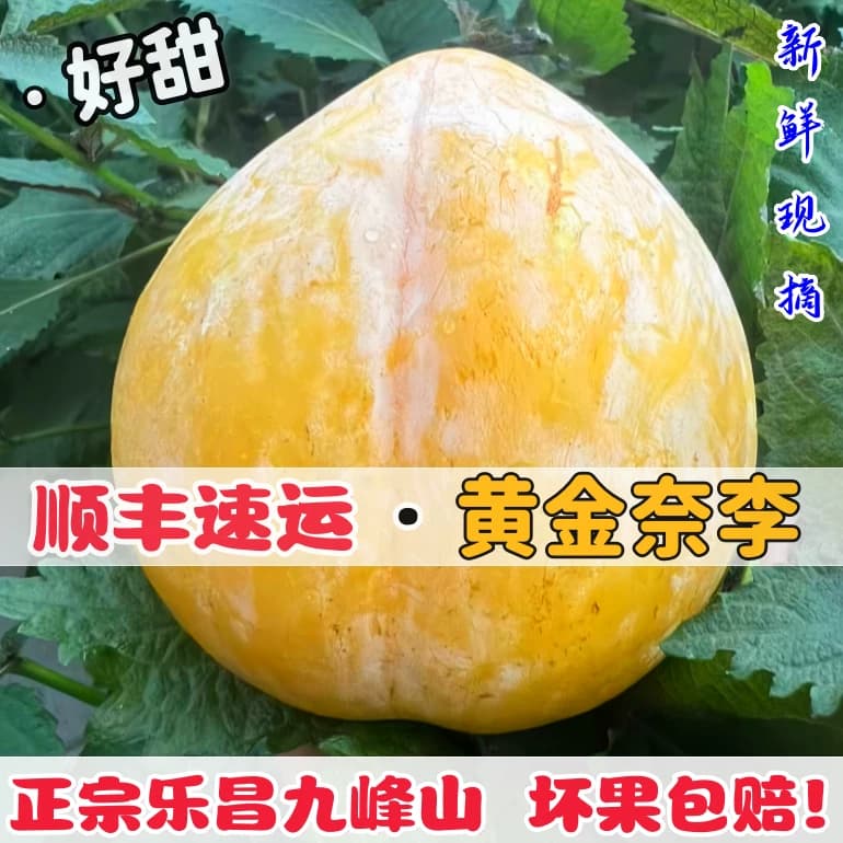 正宗乐昌九峰山黄金奈李广东新鲜水果李子现摘现发恐龙蛋顺丰包邮