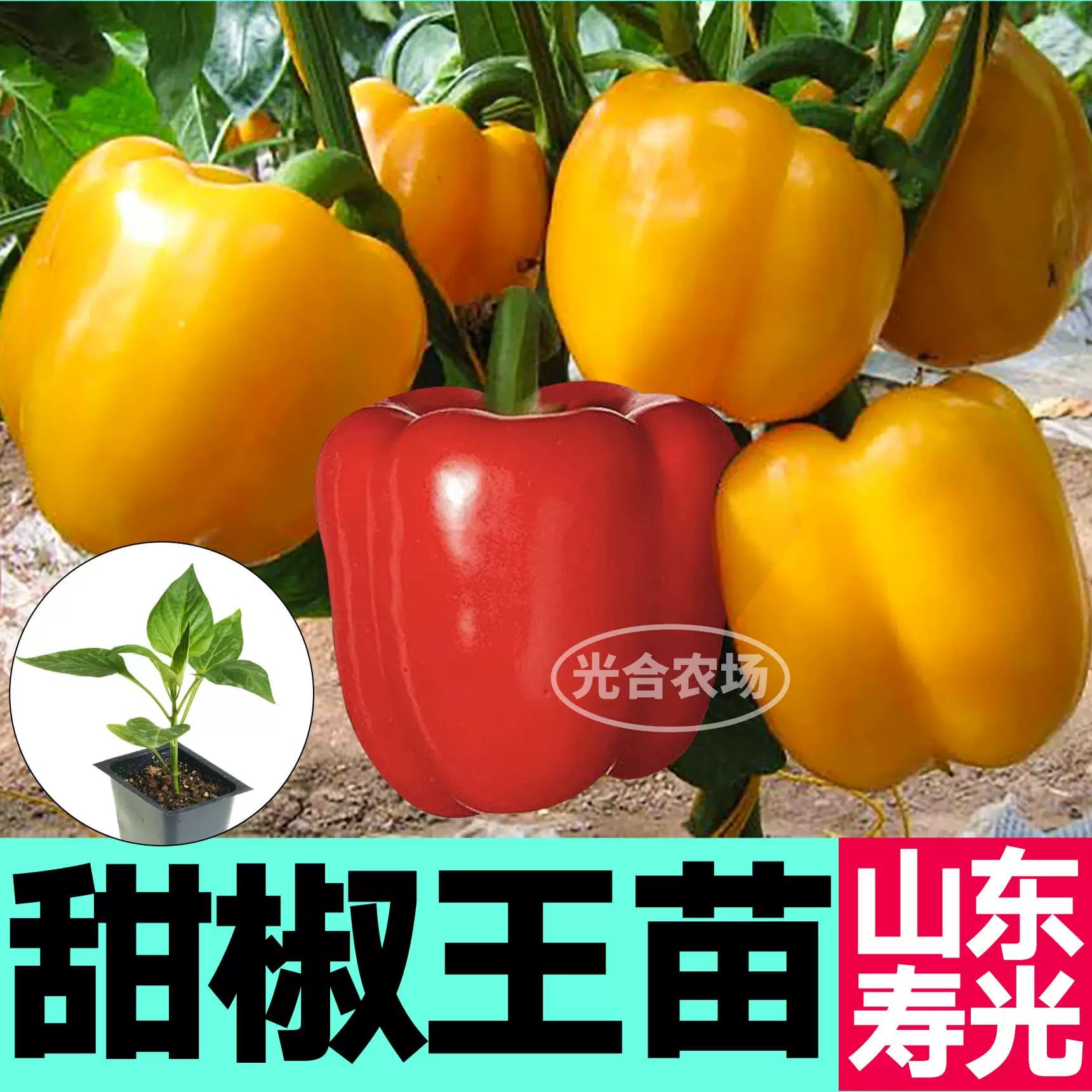 山东寿光水果甜椒秧苗五彩椒苗大果红黄绿紫方椒圆椒四季盆栽种籽