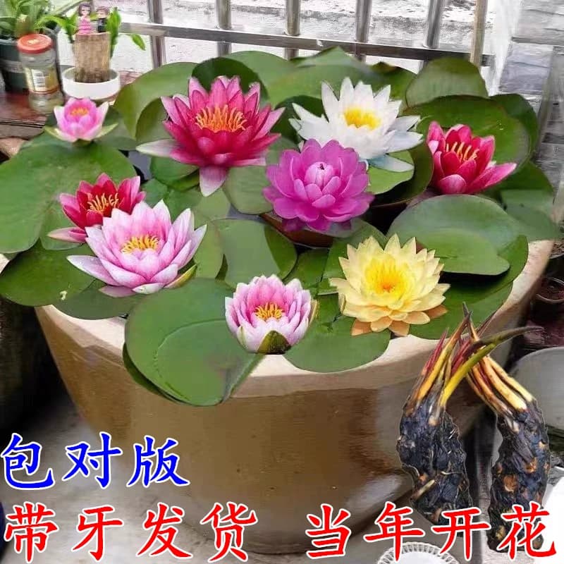 大睡莲根块睡莲花水培植物四季莲花盆栽水养荷花睡莲根茎耐寒鱼缸
