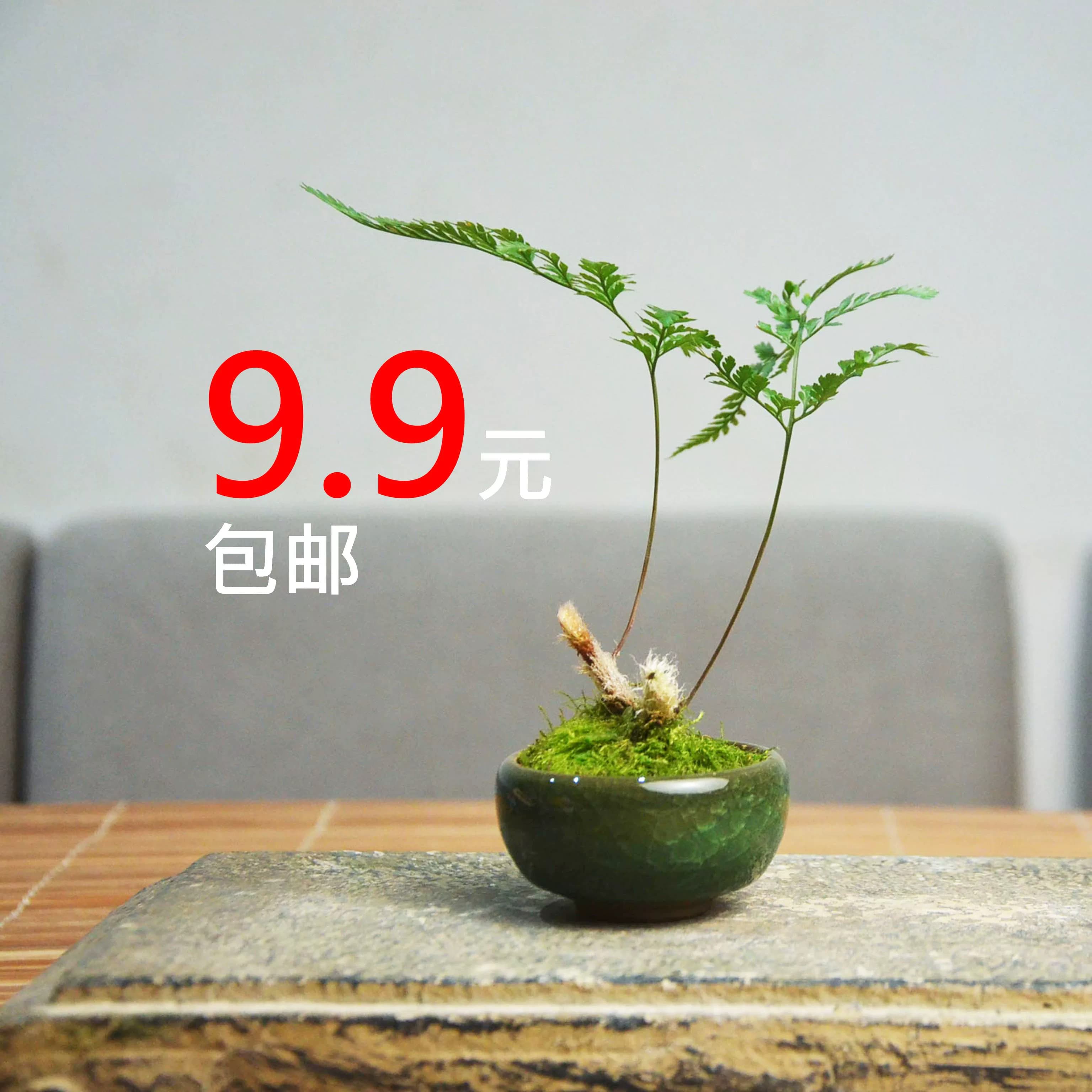 狼尾蕨老桩袖珍椰子菖蒲苔藓易养室内迷你盆栽书桌办公桌茶桌绿植