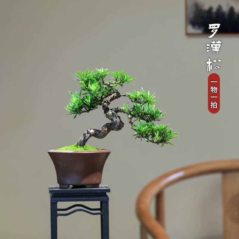 矮霸罗汉松盆栽精品庭院高端绿植盆景客厅桌面室内植物一物一拍