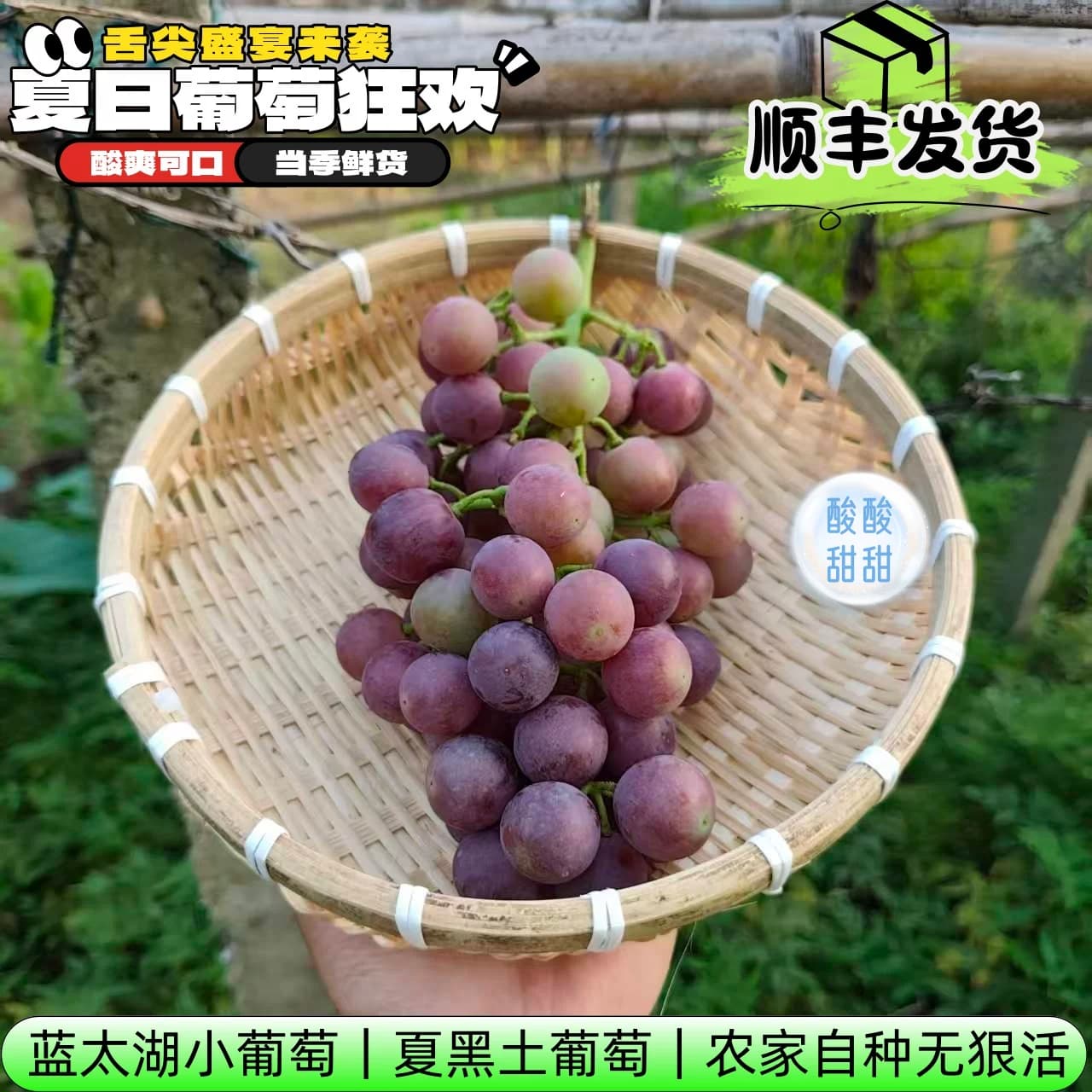 老式农家土葡萄夏黑小葡萄酸甜可口传统种植无狠活孕妇水果新鲜