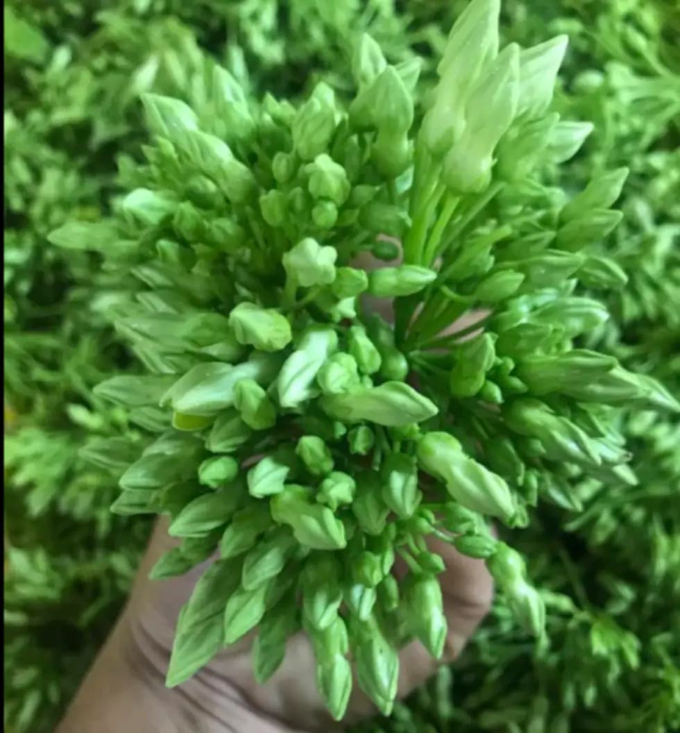 食用夜香花千里香夜兰花阳台楼顶爬藤植物   广西南宁基地直发