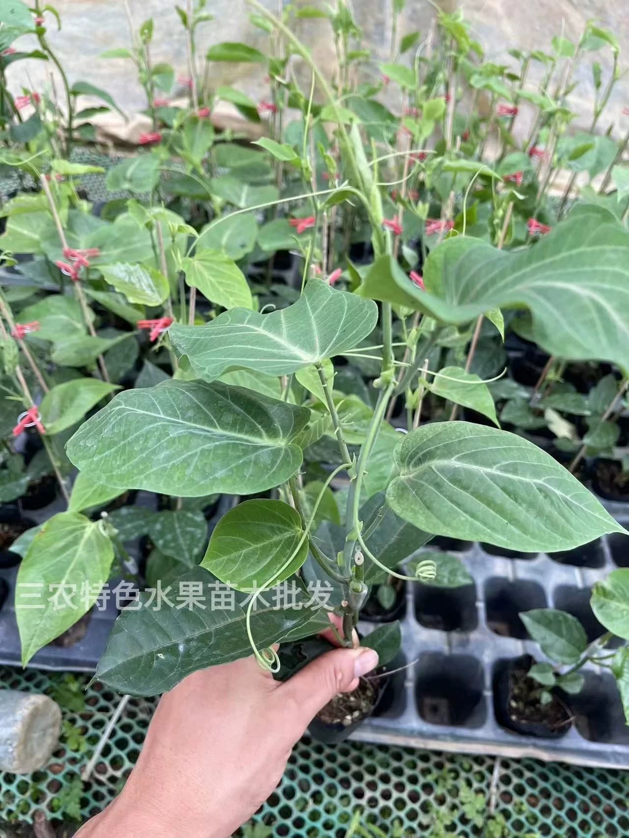 改良新品种热情果嫁接苗纯甜大果哥伦比亚热情果苗黄金百香果树苗