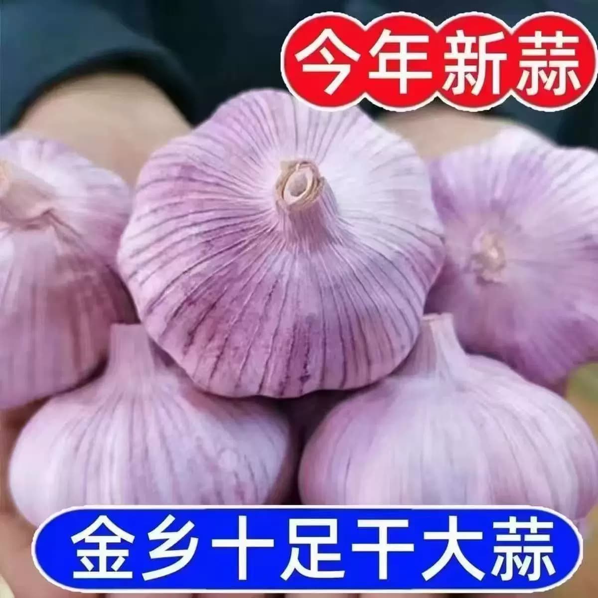 山东金乡原产地直发大蒜当季大蒜头干货炒菜调味辛辣味浓郁
