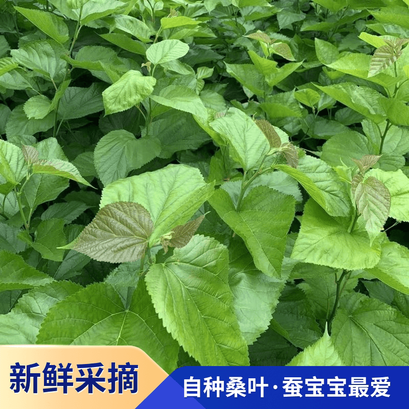 农家新鲜桑食物树叶摘嫩桑叶饲料套装蚕蚕现克蚕宝宝大小桑叶