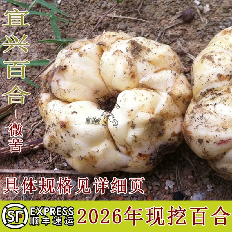2026年宜兴新鲜大百合5斤3斤1000g宜兴特产现挖农家食用微苦百合