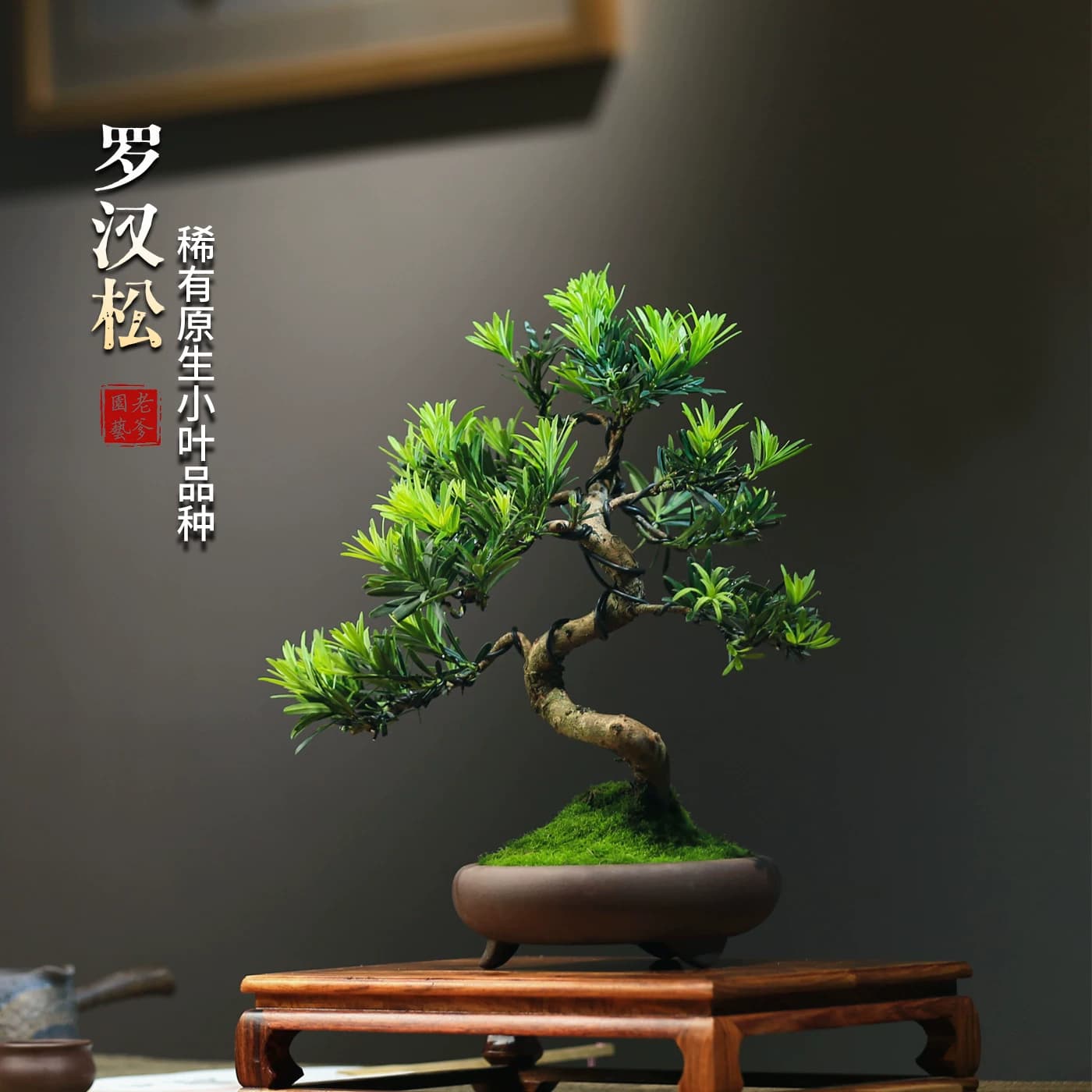 罗汉松造型真盆景室内客厅桌面好养小叶常青植物办公桌阳台盆栽