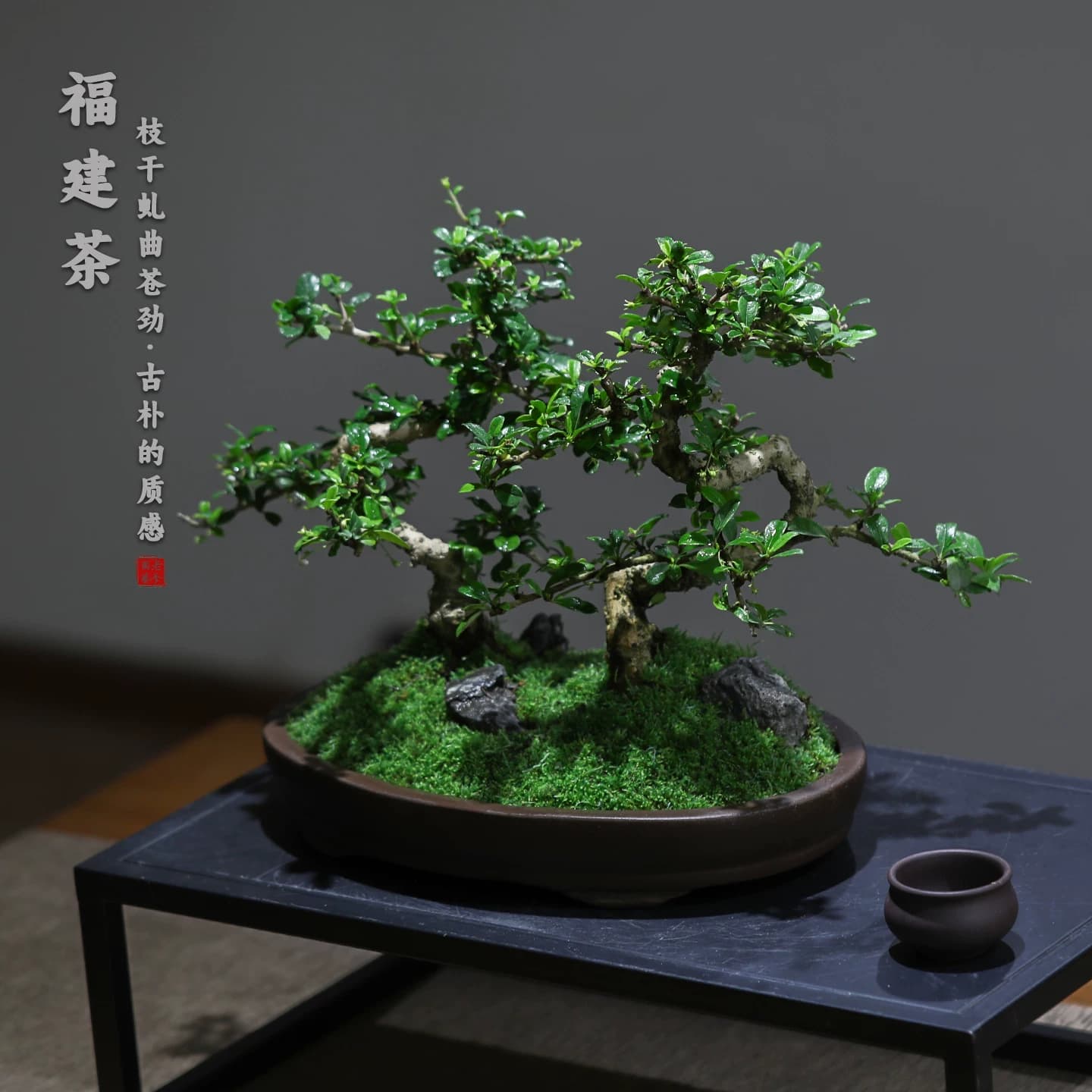 福建茶造型盆景中式古典禅意绿植桌面装饰易养护盆栽茶室客厅植物