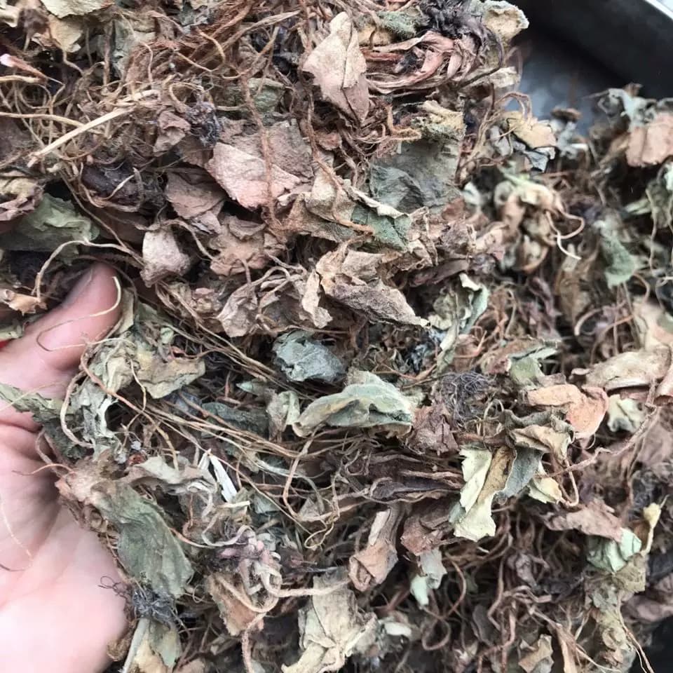 秦岭深山虎耳草干货石荷叶金线吊芙蓉老虎耳老虎草虎儿草天然无硫