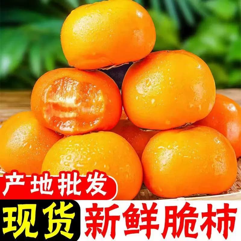 新鲜脆柿子水果硬柿应季广西巧克力脆甜柿现摘现发一整箱大果