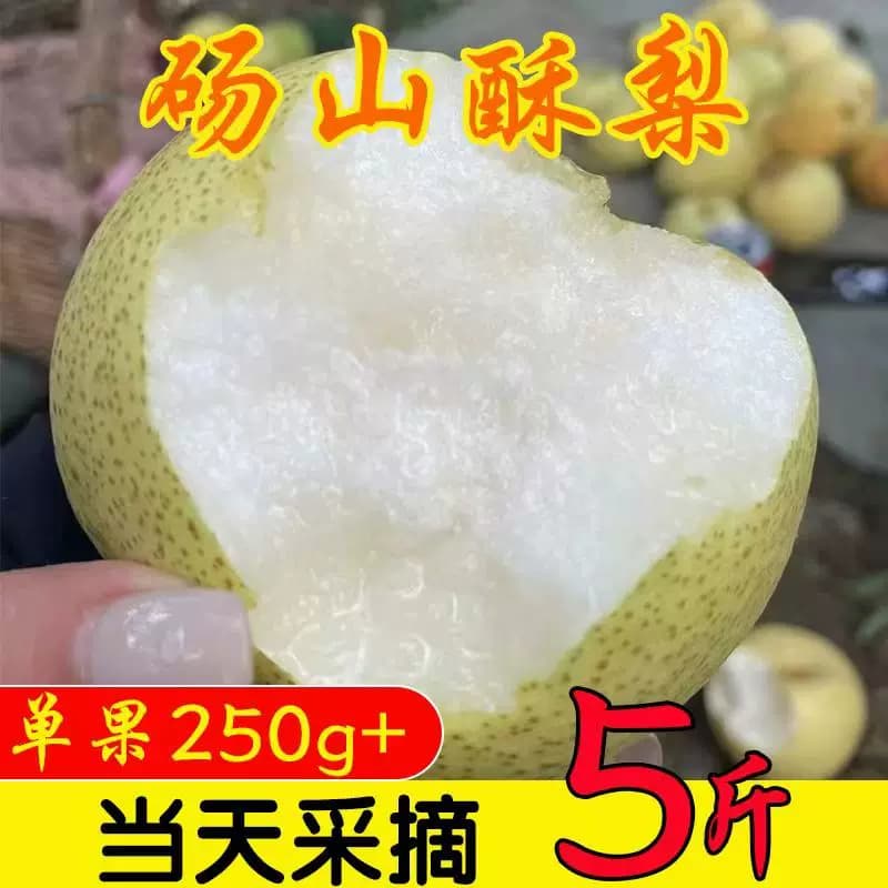砀山酥梨正宗安徽酥梨梨子梨膏烤梨当季现摘新鲜水果砀山酥梨