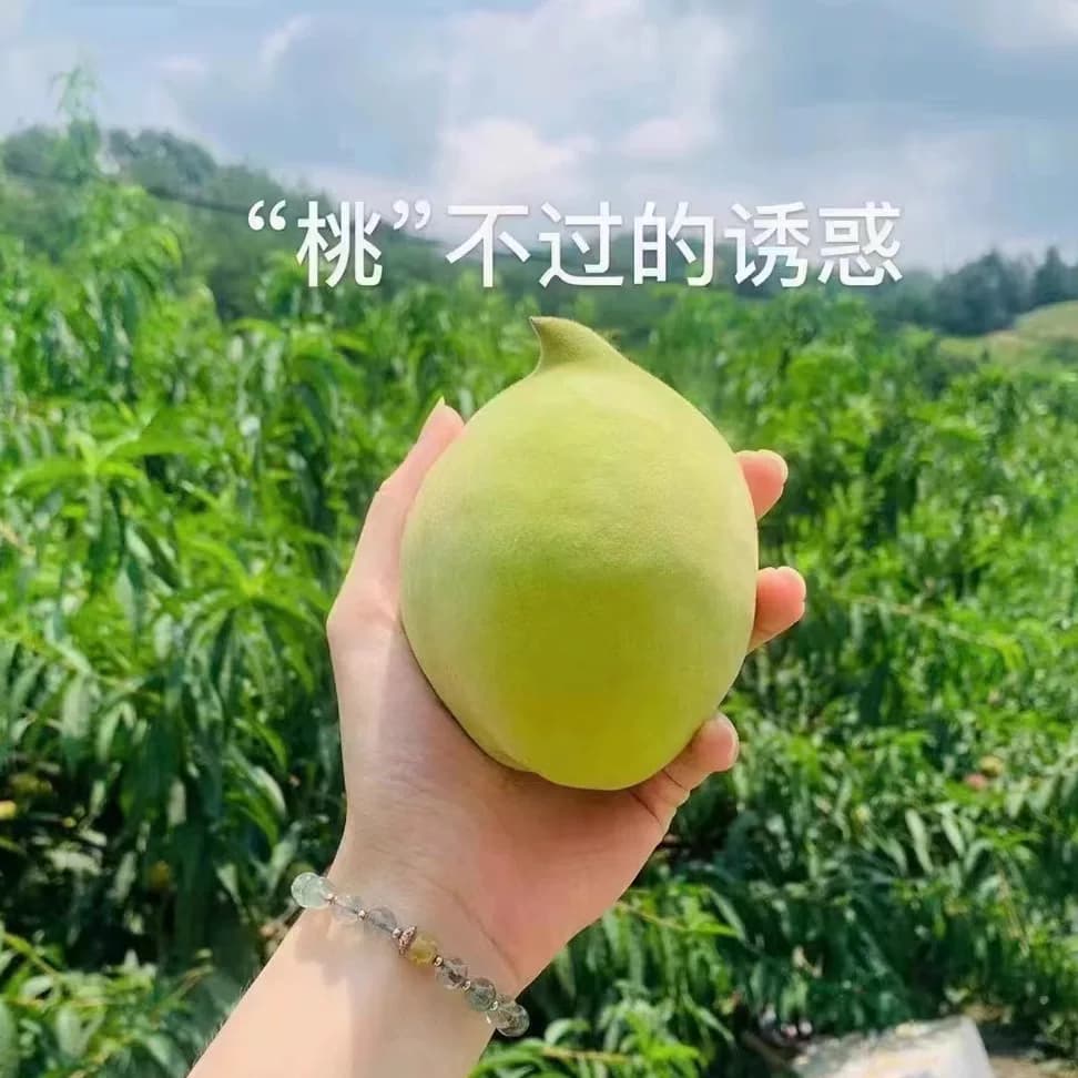连州特产鹰嘴桃应季水果胭脂桃黄肉油桃脆香桃香蜜桃每天现摘现发