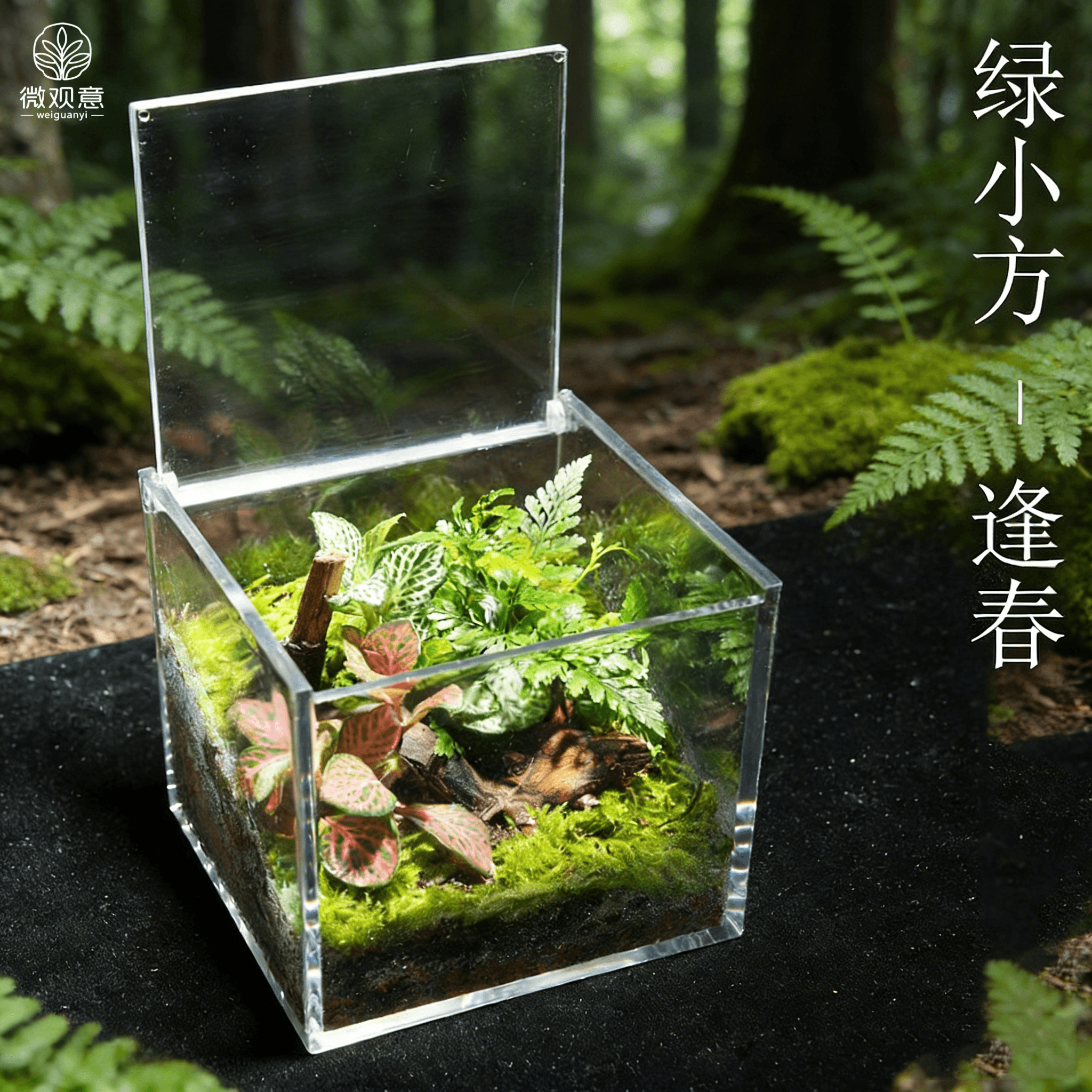 苔藓微景观生态雨林造景办公桌面植物成品室内盆栽生态瓶创意礼物