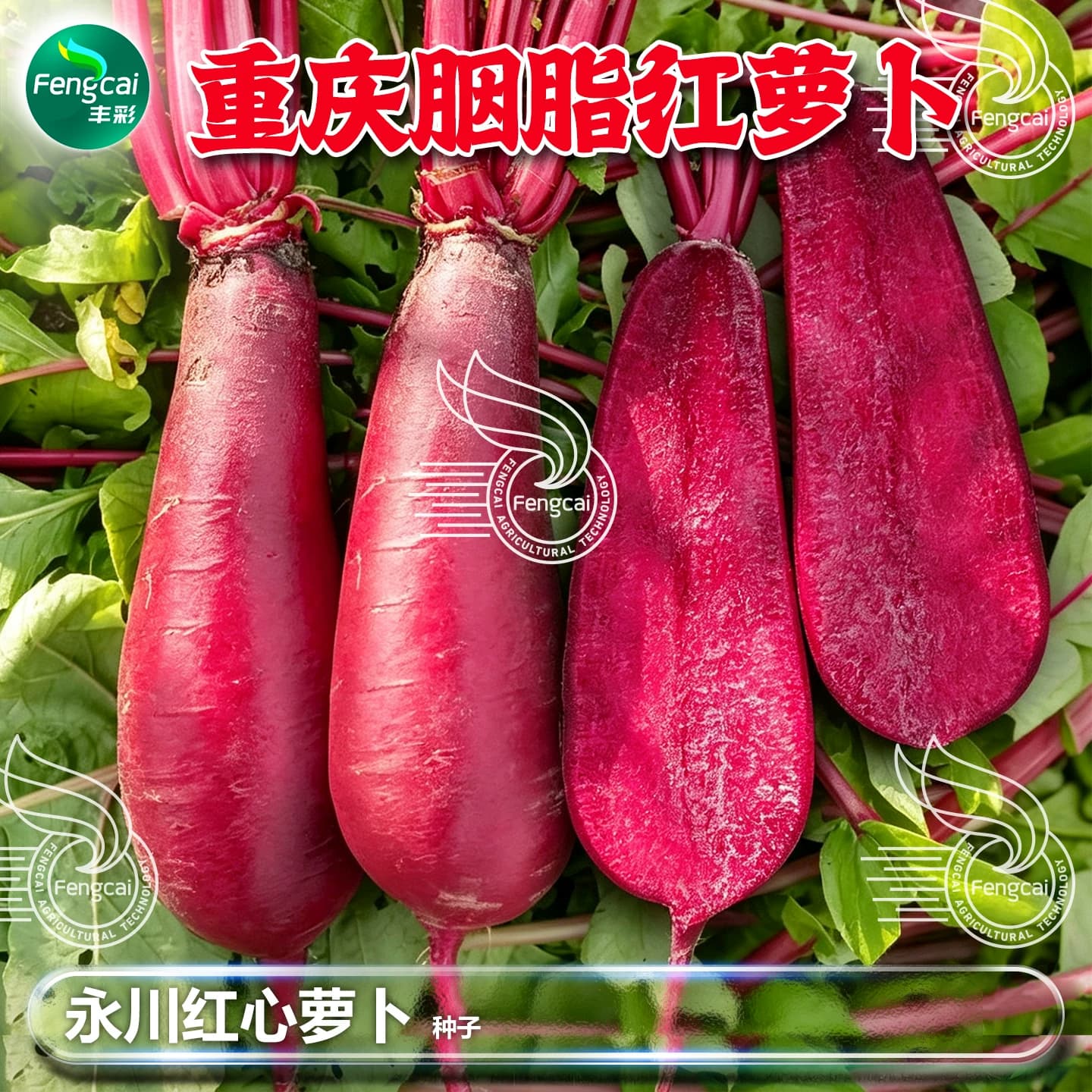 四川重庆胭脂红萝卜种子红心萝卜籽种籽秋后蔬菜种孑红心萝卜种籽