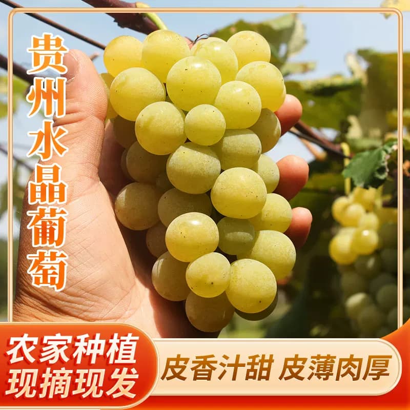 贵州特产水晶葡萄 农家自种土葡萄 新鲜孕妇水果葡萄息烽葡萄