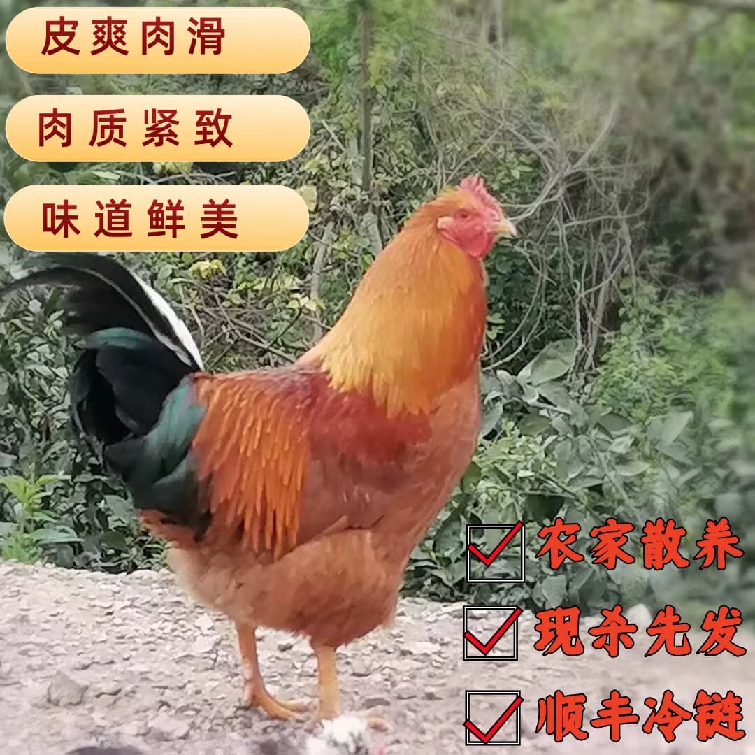 果园生态放养土鸡走地鸡鸡阉鸡现杀现发