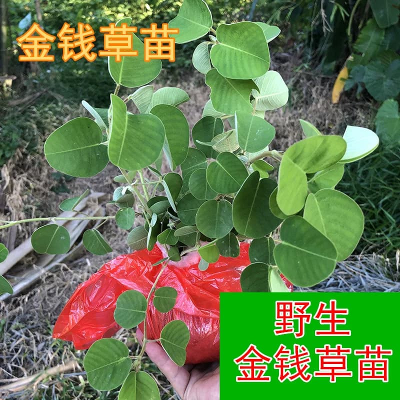 广西农村正宗金钱草药用金钱草苗绿植 药材苗盆栽菜苗 带土发货