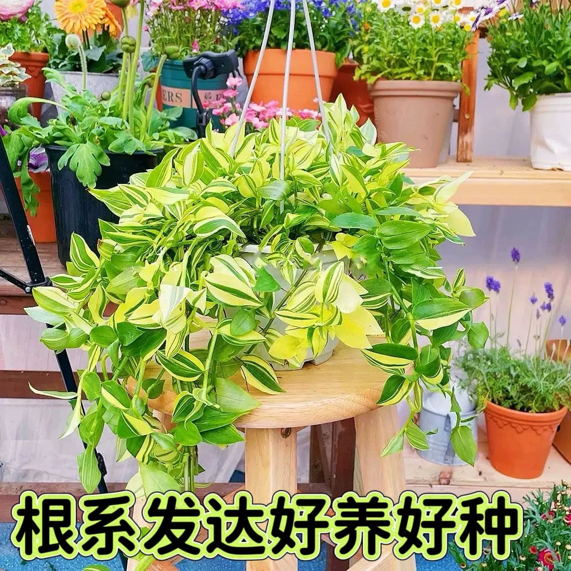 青白玉吊兰花叶吊竹梅阳台庭院盆栽观叶垂吊植物耐旱小绿植
