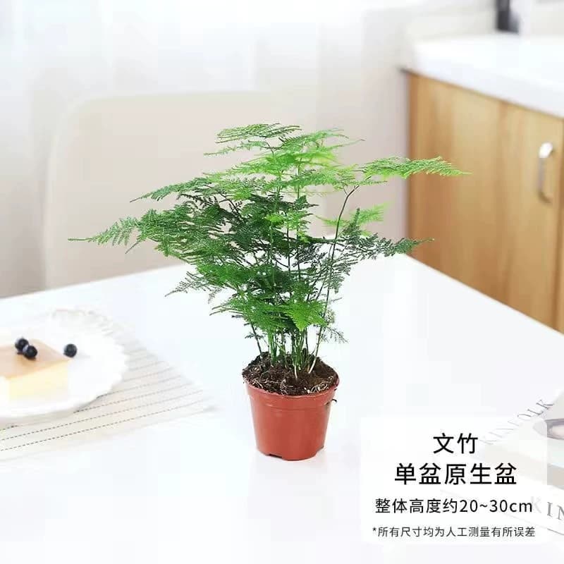 文竹盆栽室内绿植植物大型盆景净化空气四季常青花卉苗好养客厅