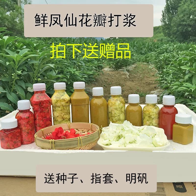 现摘白色凤仙花指甲草花染指甲花红凤仙花鲜花瓣泡醋花粉种苗 - 缩略图2