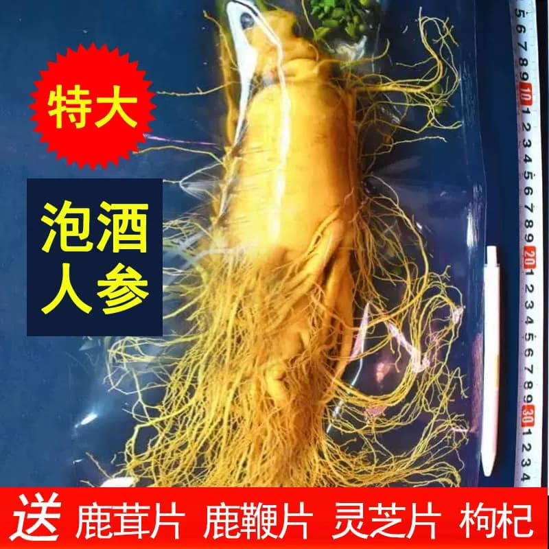 人参泡酒专用鲜人参新鲜长白山单支一斤500g克特大生人参保鲜人参 - 缩略图5