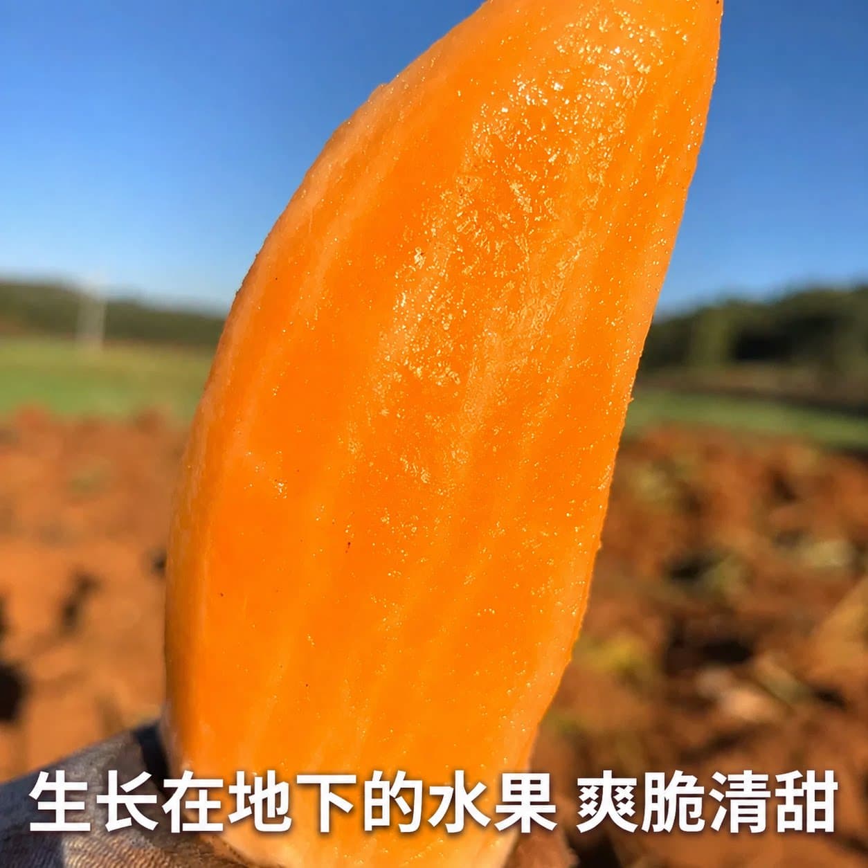 云南天山雪莲果新鲜水果当季现挖脆甜时令大果9斤黄心官方旗舰店 - 缩略图3
