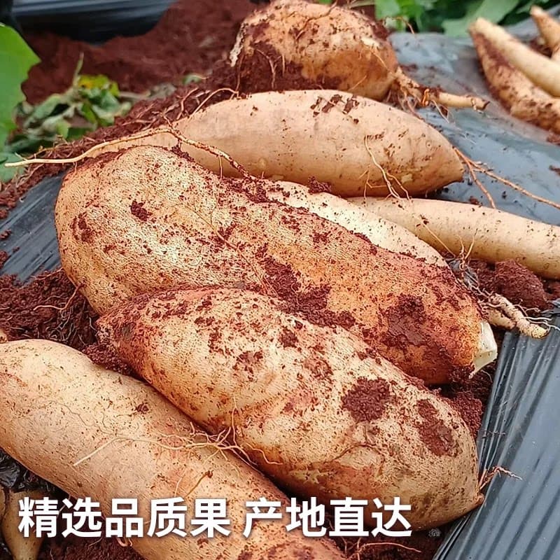云南天山雪莲果新鲜水果当季现挖脆甜时令大果9斤黄心官方旗舰店 - 缩略图5