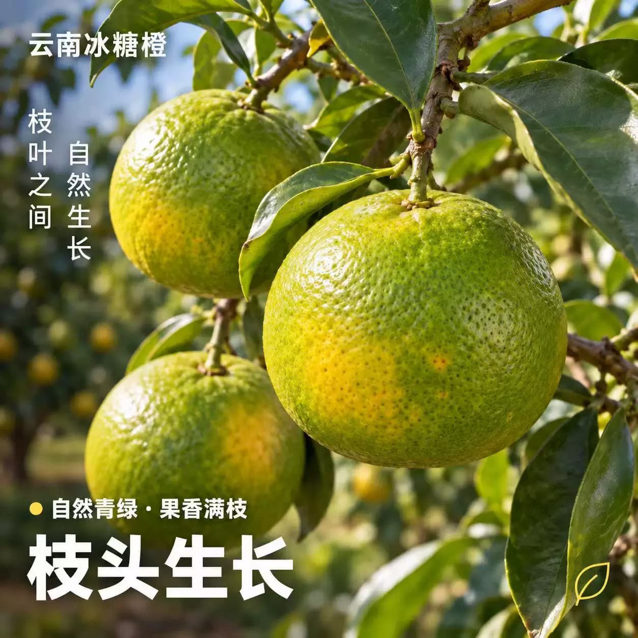 顺丰正宗云南哀牢山冰糖橙9斤新鲜水果青黄皮手剥橙应季整箱包邮 - 缩略图5