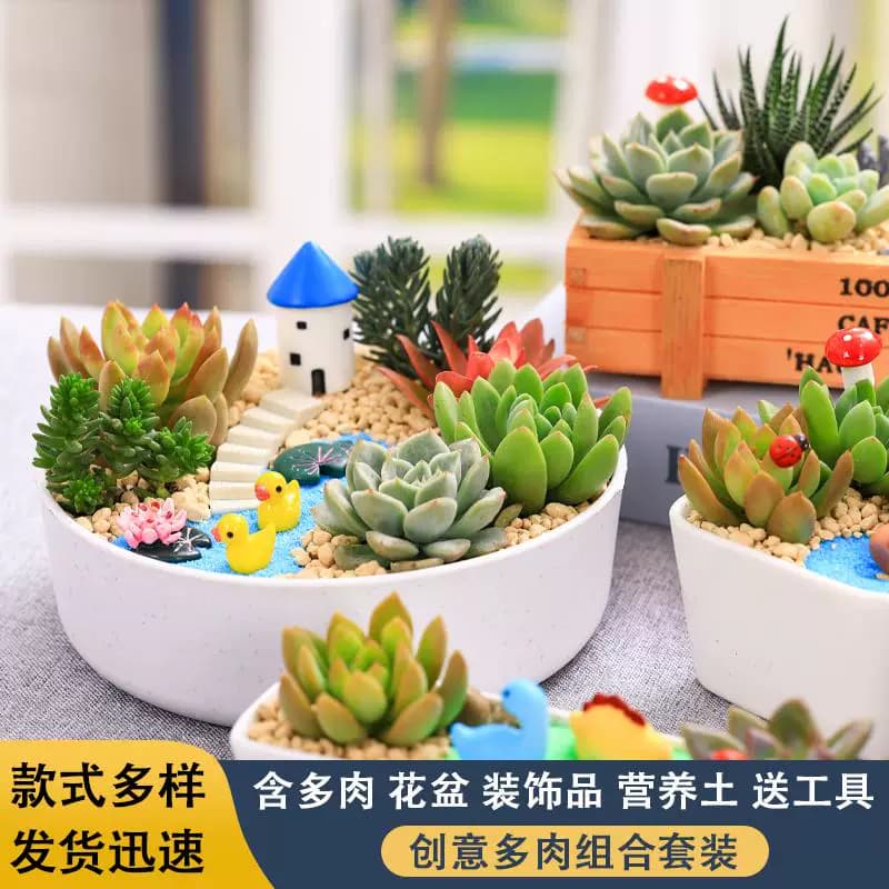 多肉微景观DIY组合盆栽多肉植物套餐材料包含盆土绿植摆件活动用 - 缩略图2
