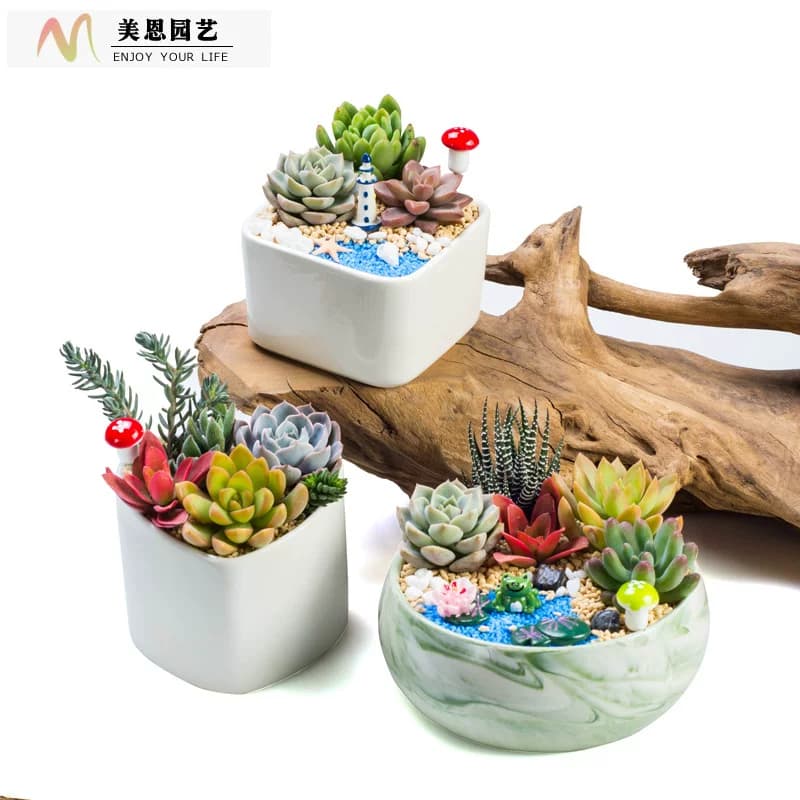 多肉陶瓷套装组合多肉植物组合盆栽套餐含盆含土DIY盆栽材料包邮 - 缩略图2
