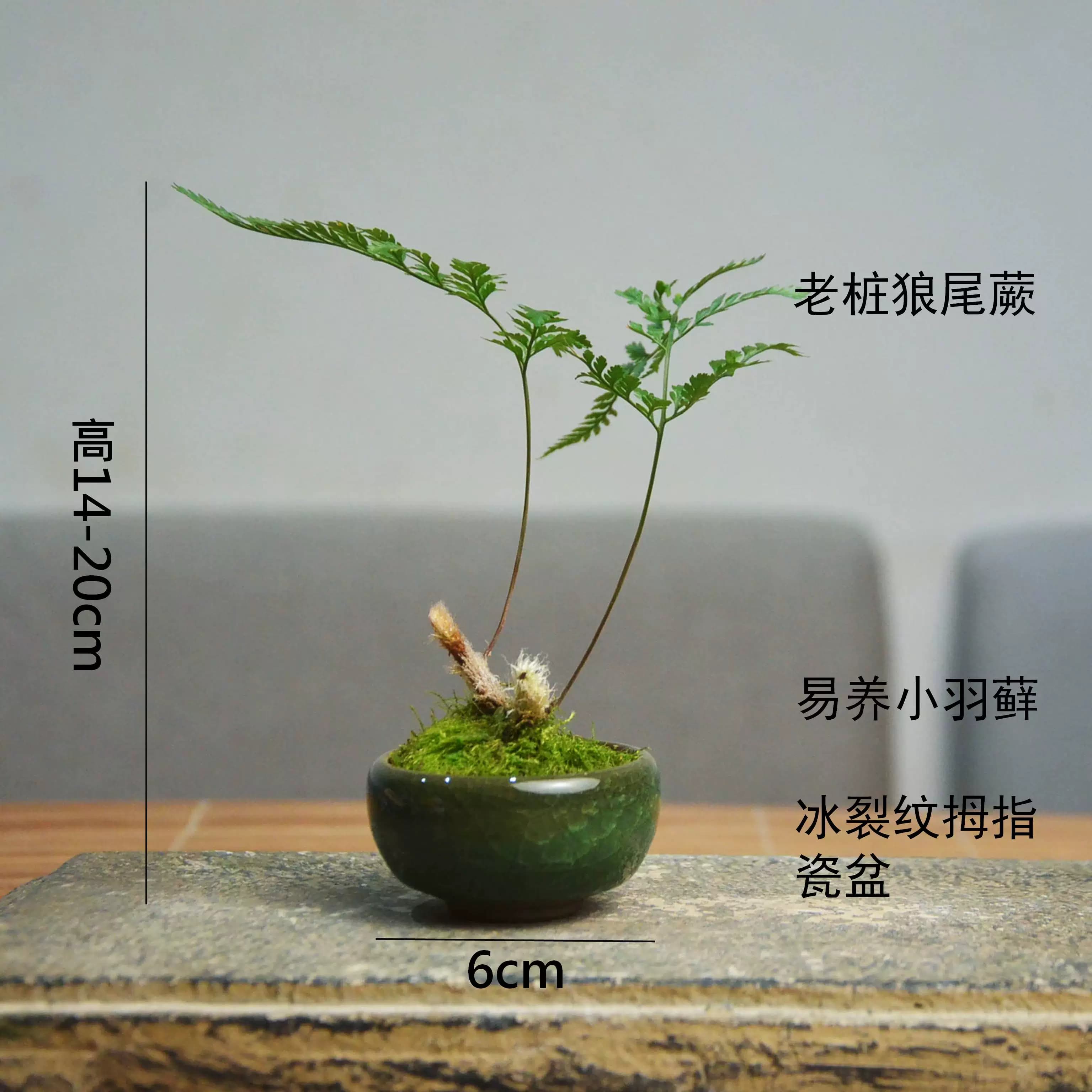 狼尾蕨老桩袖珍椰子菖蒲苔藓易养室内迷你盆栽书桌办公桌茶桌绿植 - 缩略图5