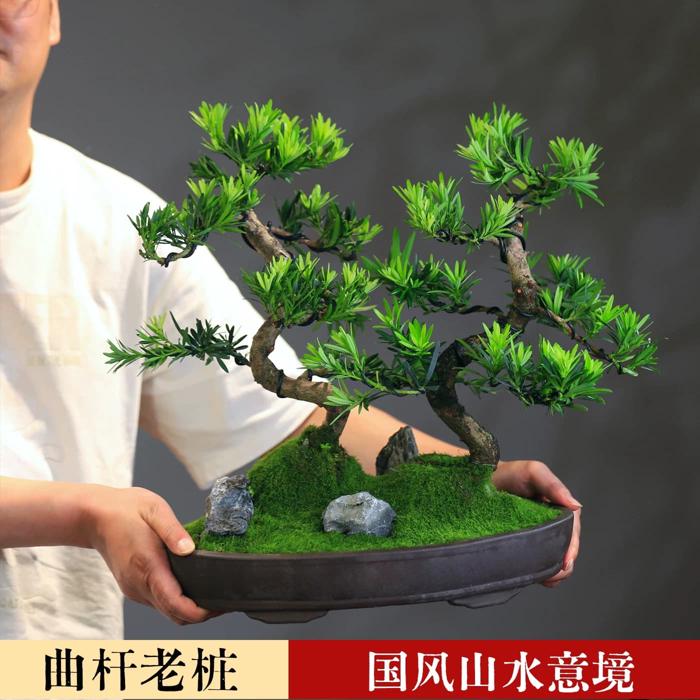 罗汉松造型真盆景室内客厅桌面好养小叶常青植物办公桌阳台盆栽 - 缩略图2