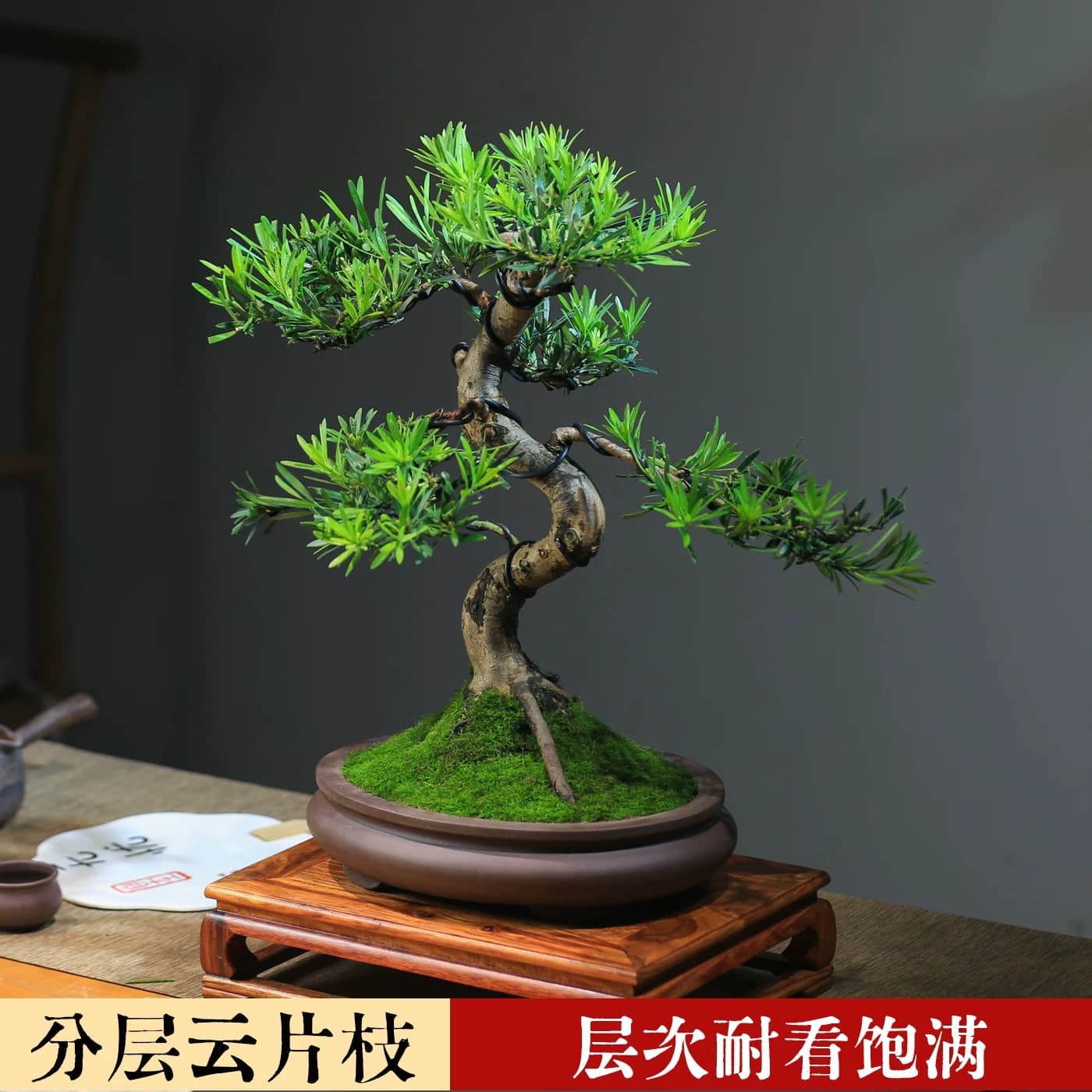 罗汉松造型真盆景室内客厅桌面好养小叶常青植物办公桌阳台盆栽 - 缩略图3