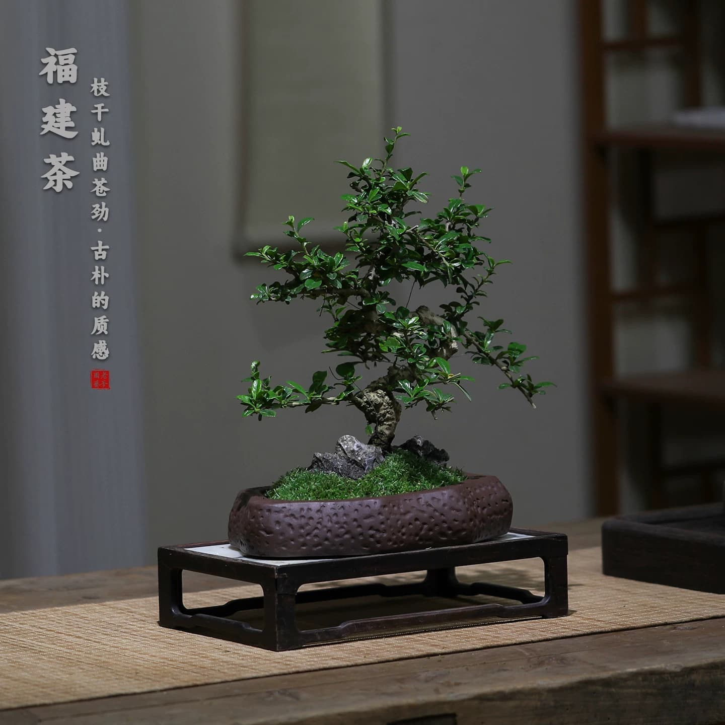 福建茶造型盆景中式古典禅意绿植桌面装饰易养护盆栽茶室客厅植物 - 缩略图3