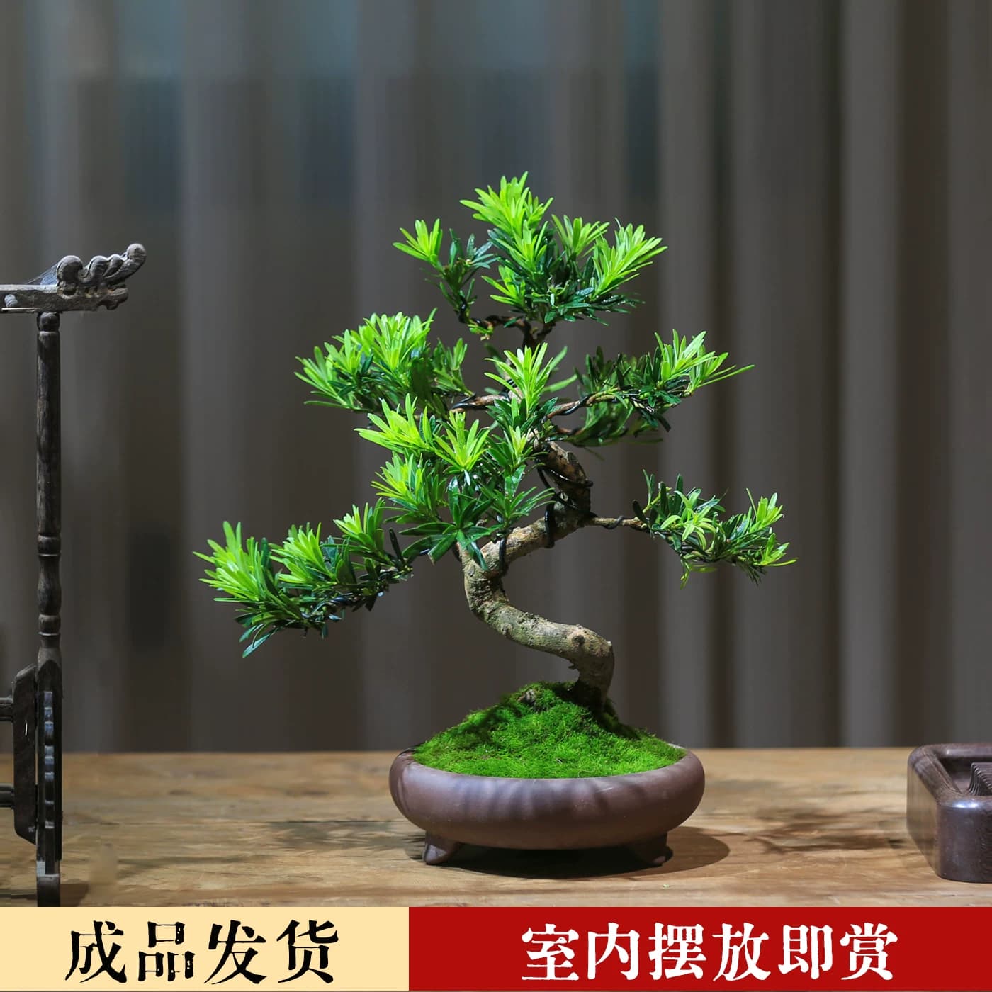 罗汉松造型真盆景室内客厅桌面好养小叶常青植物办公桌阳台盆栽 - 缩略图4