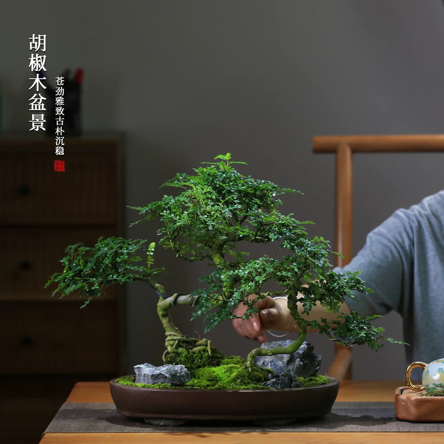 清香型胡椒木盆栽花卉室内驱蚊草植物树苗老桩盆景办公室绿植造型 - 缩略图4