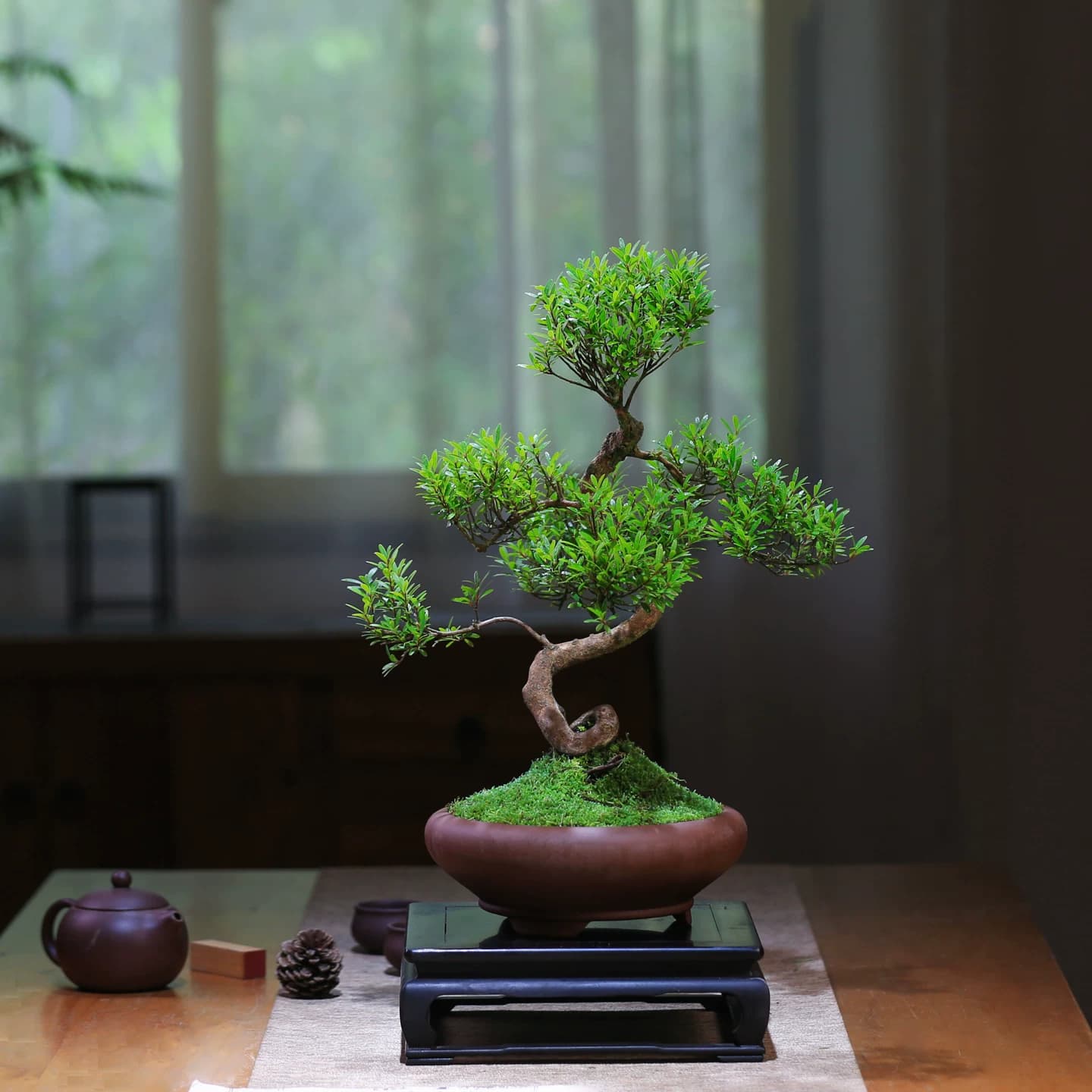 小叶赤楠老桩盆景室内造型植物茶室桌面办公室新中式楠木绿植盆栽 - 缩略图2
