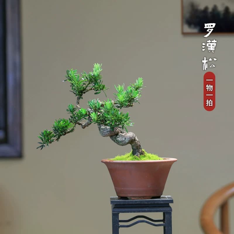 矮霸罗汉松盆栽精品庭院高端绿植盆景客厅桌面室内植物一物一拍 - 缩略图4
