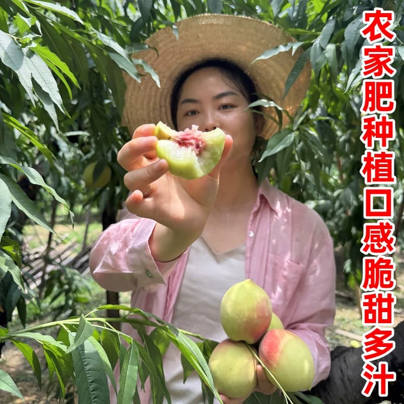 【发顺丰】正宗广东河源连平上坪鹰嘴蜜桃脆甜新鲜水果水蜜毛桃子 - 缩略图2
