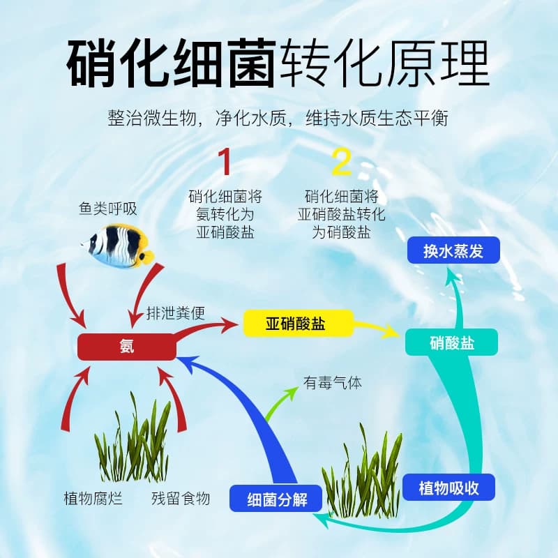 森森硝化细菌鱼缸用消化细菌液鱼缸净化水质硝化菌稳定剂鱼缸专用 - 缩略图5