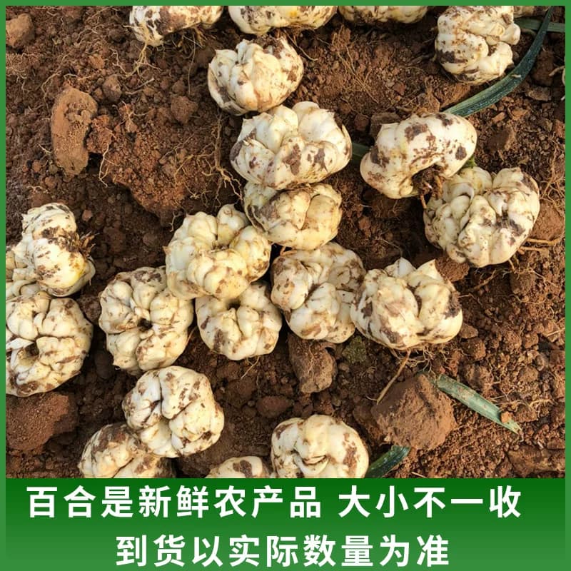 2026当季现挖宜兴新鲜大百合土特产纯农家食用无硫小白合软糯微苦 - 缩略图4