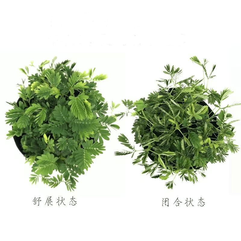 含羞草盆栽室内阳台植物四季常青幼儿园花卉怕羞害羞易种趣味 - 缩略图3