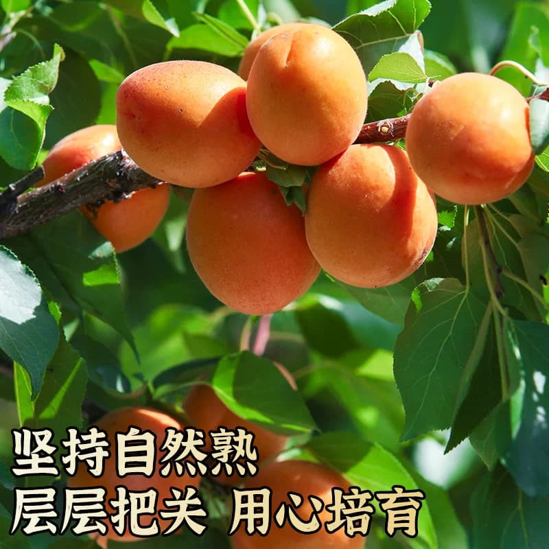 正宗新疆吊干杏小红杏子新鲜水果阿克苏当季整箱胜小白杏 - 缩略图3