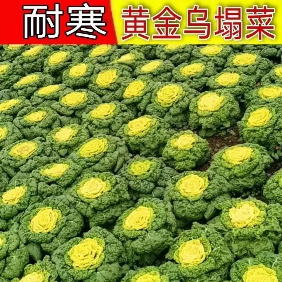 正宗黄心乌耐寒耐新鲜黄心乌塌菜正宗心四季蔬菜秋冬季阳台 - 缩略图3