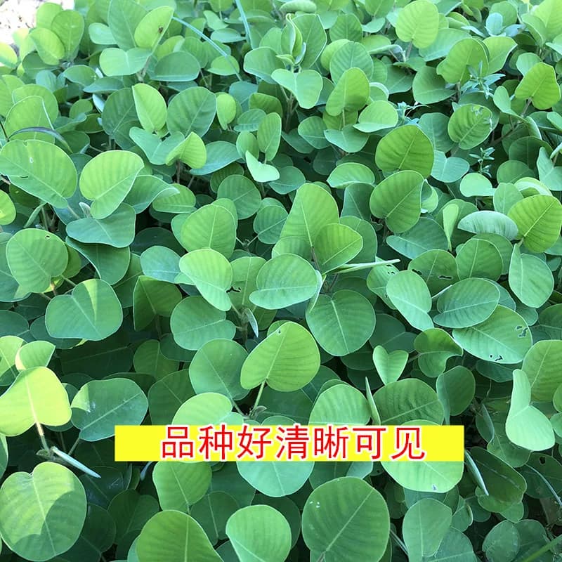 广西农村正宗金钱草药用金钱草苗绿植 药材苗盆栽菜苗 带土发货 - 缩略图4